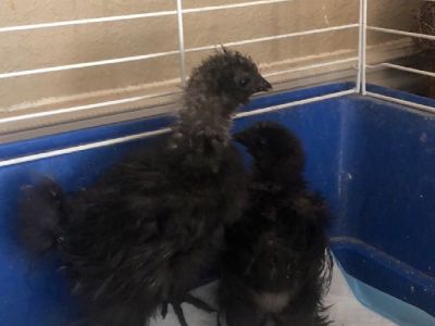 Silkie chicks