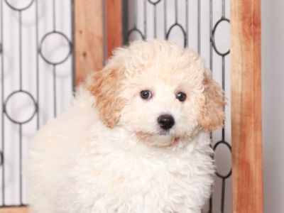 Odin – Lively Poochon Puppy for Sale in Florida