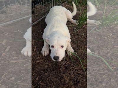 Axel - Anatolian Shepherd Mix Male Adult Dog for Adoption