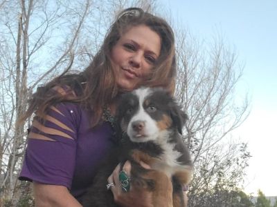 Australian Shepherd Puppies