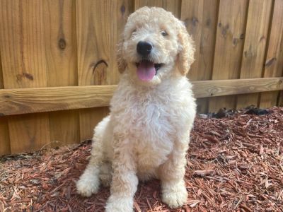 Standard poodle puppy