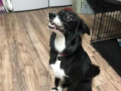 Zeta - Border Collie Female Dog for Adoption