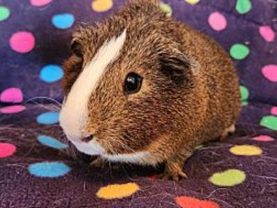 Blaze & Baby! - Guinea Pig Male for Adoption