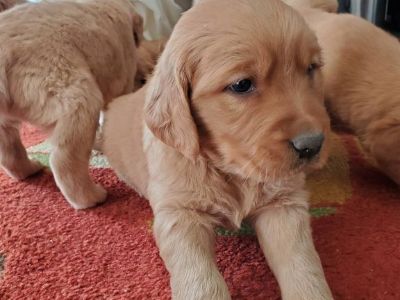 Premier Golden Retriever Puppies