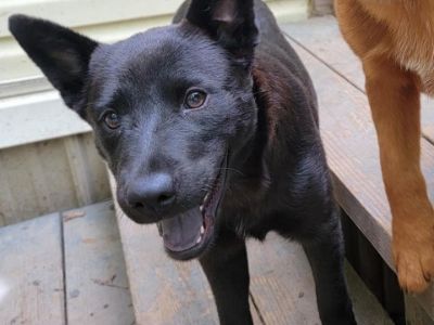 Hope - Cattle Dog & Chow Chow Mix Female Dog for Adoption