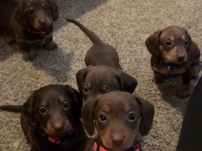 AKC Miniature Dachshunds