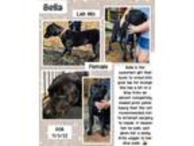 Adopt Bella a Labrador Retriever, Terrier