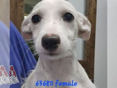 LILLY - Female Mutt Baby for Adoption