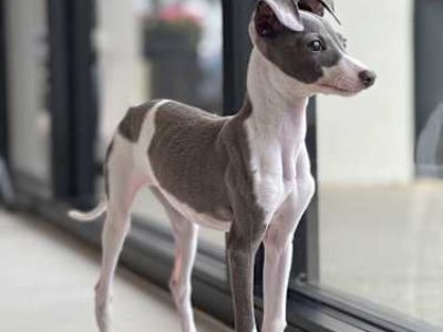 Penelope - Italian Greyhound Female Dog for Adoption