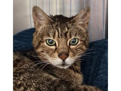 Coco Phelps - Domestic Shorthair Female Cat for Adoption