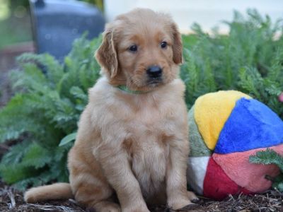 4 Male and 2 Female Golden Retriever Puppies for Sale