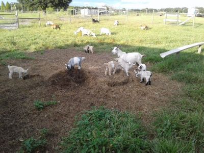 Baby buckling goats