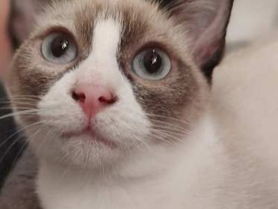 F4 Vivian 4057 - Siamese Female Cat for Adoption