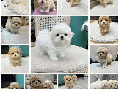 Mini F1 Maltipoo Puppies Available