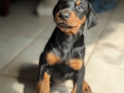 Doberman