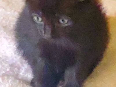 Kitten