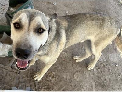 BASIL - German Shepherd Dog/Husky Mix Male Dog for Adoption