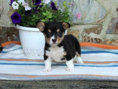 Pippa - Pembroke Welsh Corgi Puppy For Sale in Pennsylvania