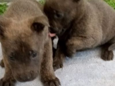 Dutch Shepherd pups for sale