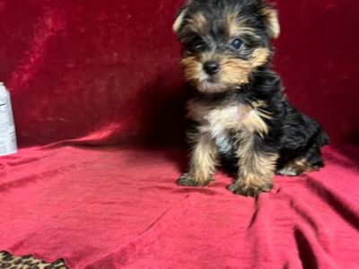 Yorkie tiny girl