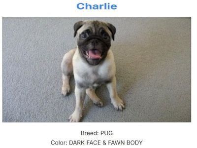 HAVE YOU LOST YOUR PET? Get a Professional Lost Pet Flyer