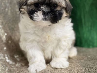 Java - Shih Tzu Puppy For Sale in New York