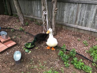 Free ducks