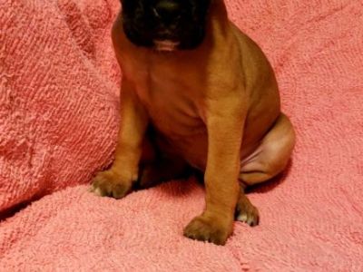 Purebred boxer puppies