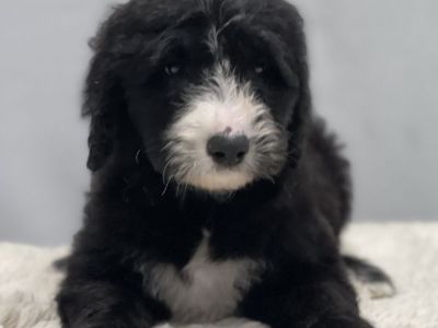 Introducing Tuxedo Puppies for Sale – Sheepadoodle, Star