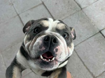 Toad - Bulldog Mix Male Dog for Adoption