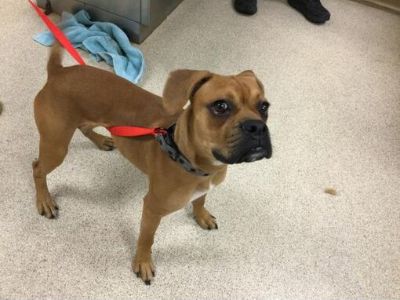 Dog - Boxer Male Dog for Adoption