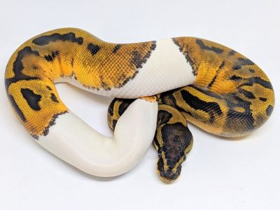 Pied Ball Python Proven Breeder Male