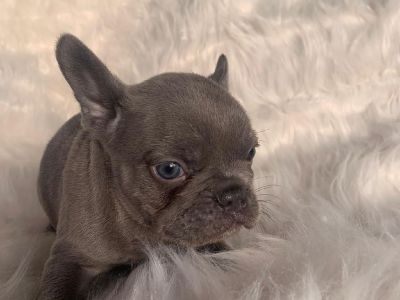FRENCH BULLDOG FOR SALE-PETER