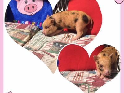 Mini pigs for sale in Rockville