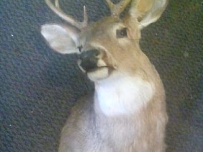 deer head