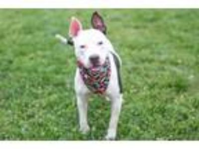 Adopt POGO a American Staffordshire Terrier