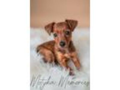 Adopt Reece's a Yorkshire Terrier, Miniature Pinscher