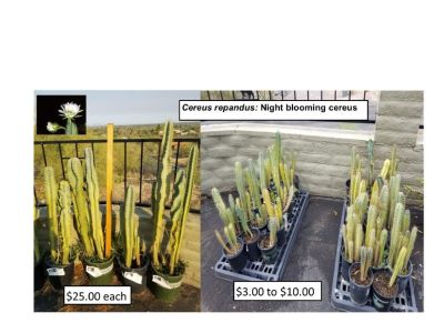 Cacti & Plant Sale! EVERYTHING MUST GO!!!!