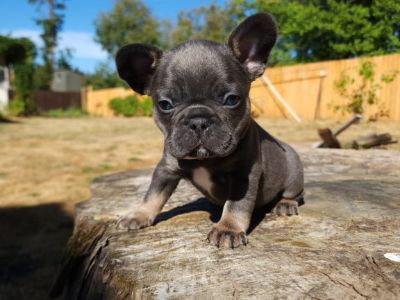 French Bulldog Puppies