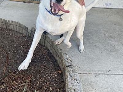 Mr. Mellow - Mixed Breed (Large) Male Dog for Adoption