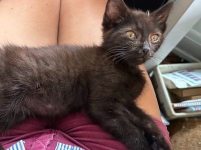 Sharknado - Domestic Shorthair Male Cat for Adoption