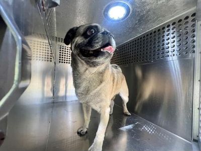 ARMANI - Pug Male Dog for Adoption