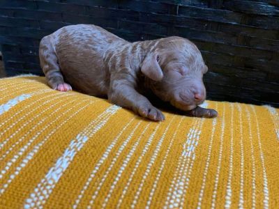 Goldendoodle puppies