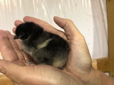 chicks for sale