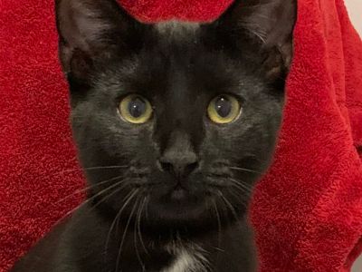 Pumpkin - Domestic Short Hair Female Cat for Adoption