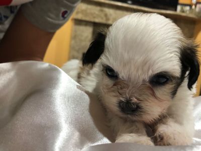 Yorkie Maltipoo Puppies for Sale