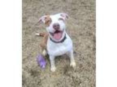 Adopt Violet a American Staffordshire Terrier