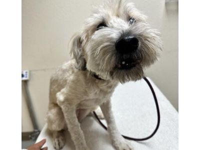 Luna - Wheaten Terrier Female Dog for Adoption