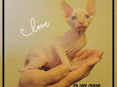 Bambino #sphynx# kittens# barebottom #Sphynx #tica#cfa#very#beautiful and adorable baby's