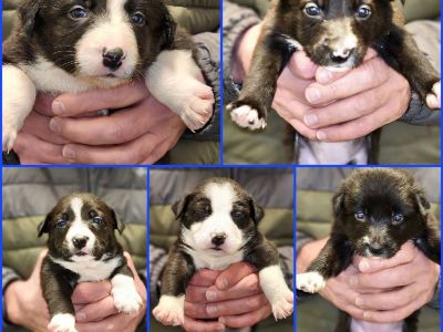 7 Border Collie Pups